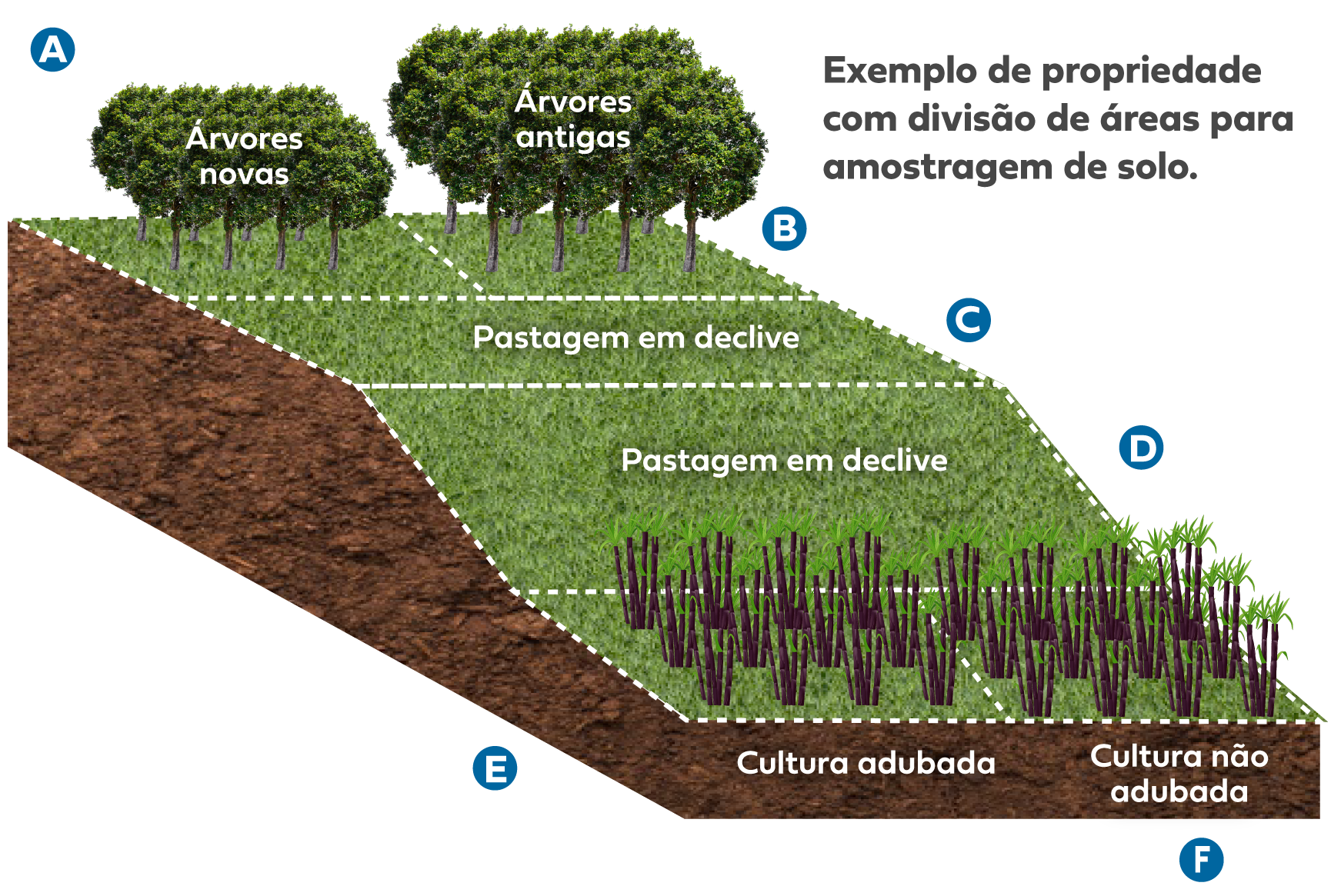 O Que é Amostragem De Solo E 4 Passos Para Realizar Na Sua Propriedade